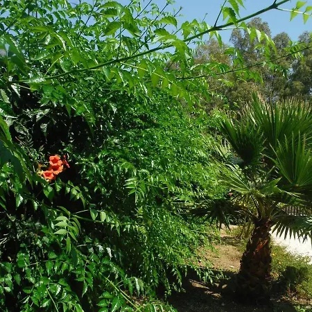 Disa By Sicily Travelling